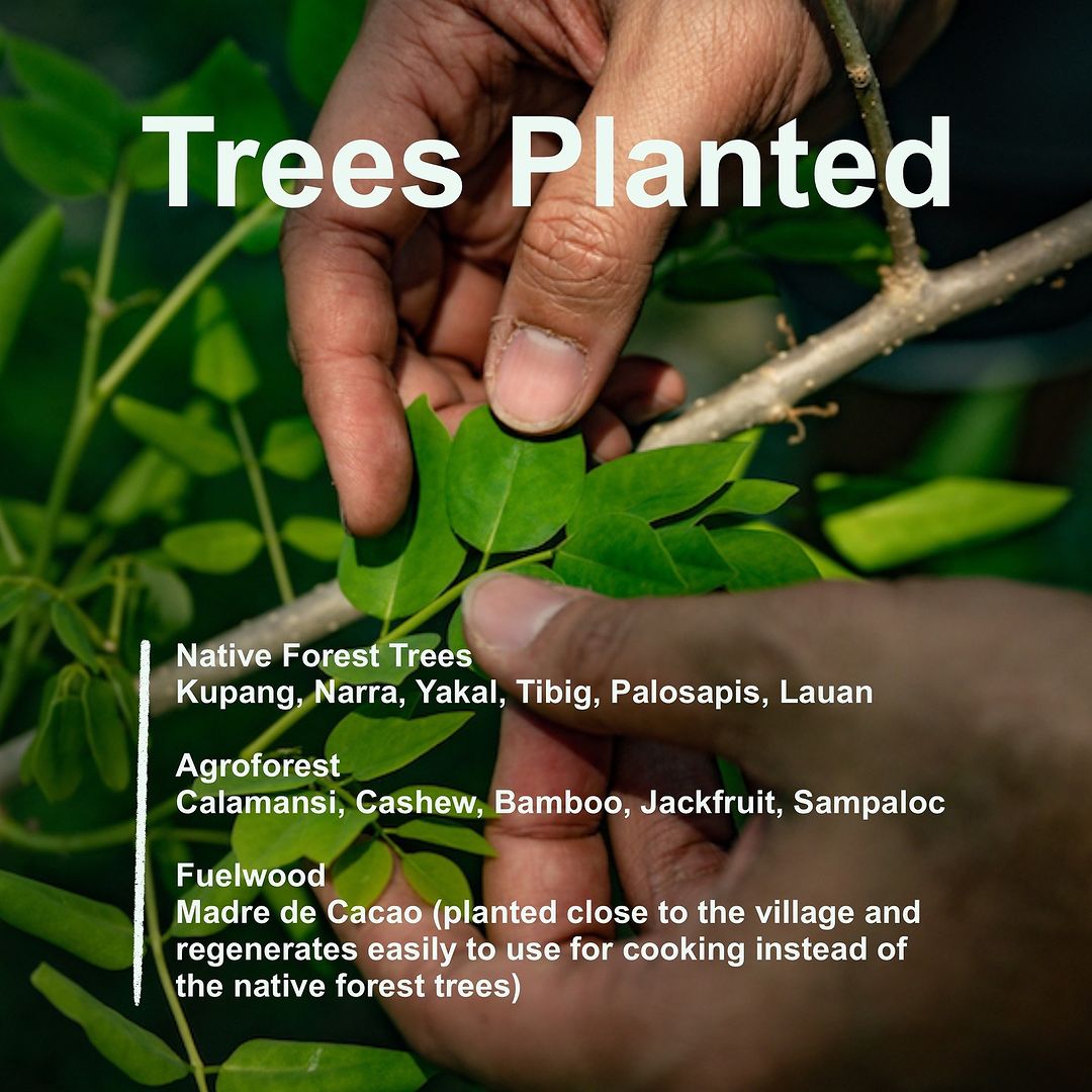 Gift a Tree - A tree planted on your behalf in Zambales (Aetas) and cared for 3 years