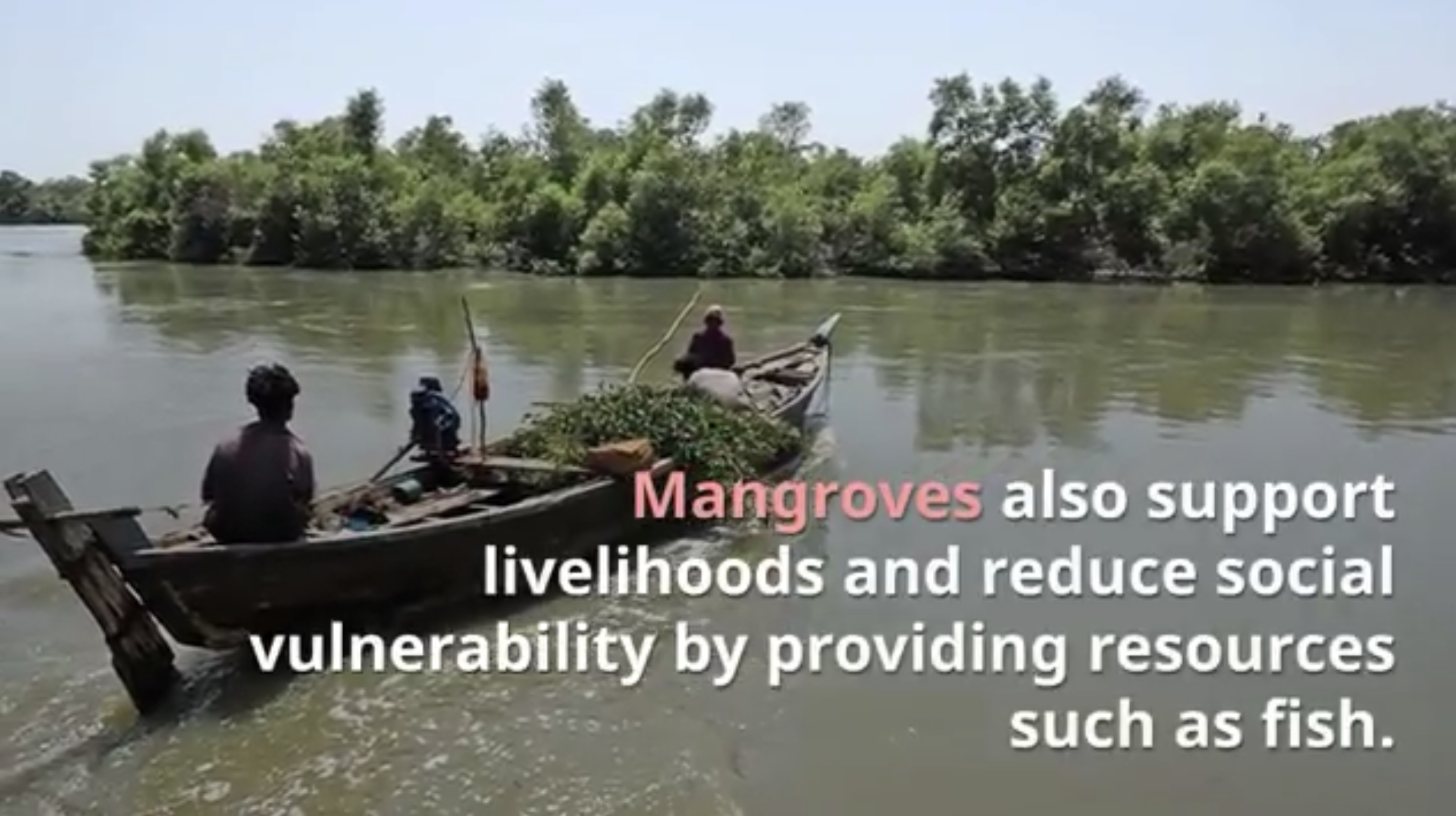 Give a Tree, Support a Fisherman - Mangrove Reforestation in Lobo, Batangas and Abatan Bohol