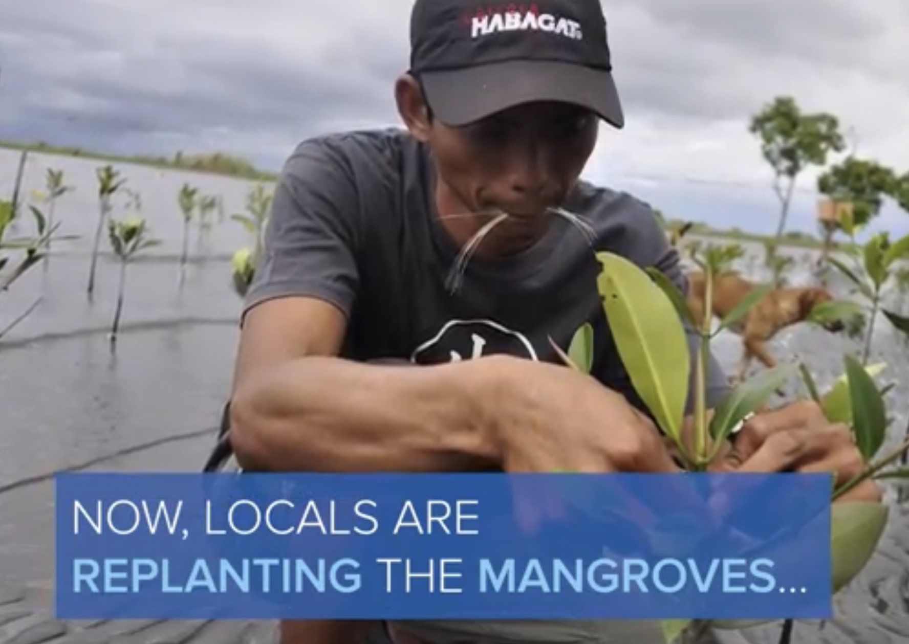 Give a Tree, Support a Fisherman - Mangrove Reforestation in Lobo, Batangas and Abatan Bohol