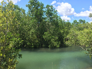 Give a Tree, Support a Fisherman - Mangrove Reforestation in Lobo, Batangas and Abatan Bohol