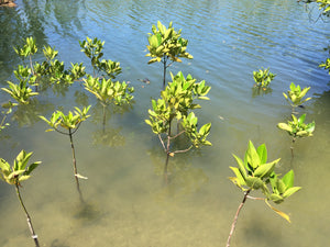 Give a Tree, Support a Fisherman - Mangrove Reforestation in Lobo, Batangas and Abatan Bohol