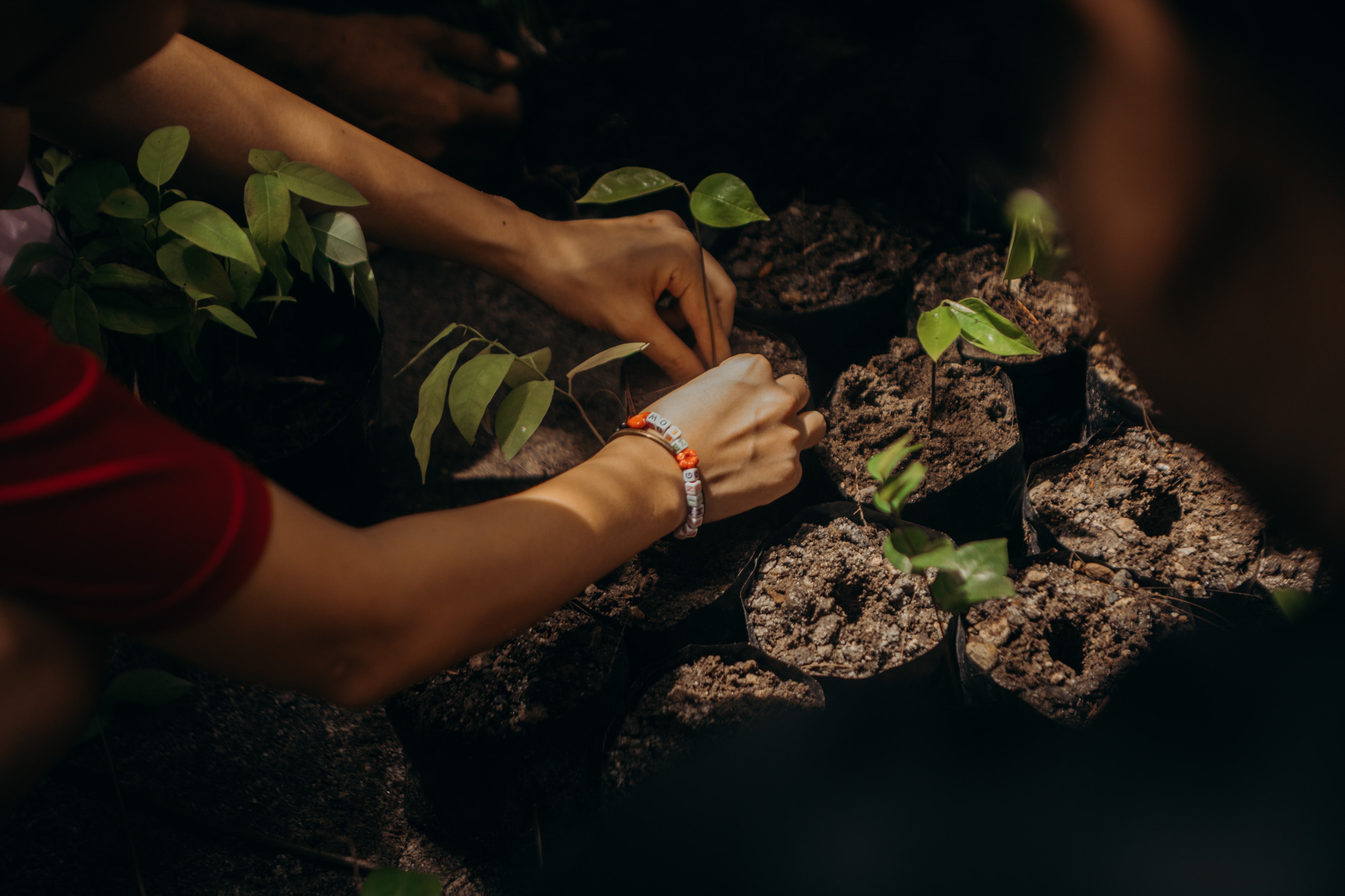 Gift a Tree - A tree planted on your behalf in Zambales (Aetas) and cared for 3 years