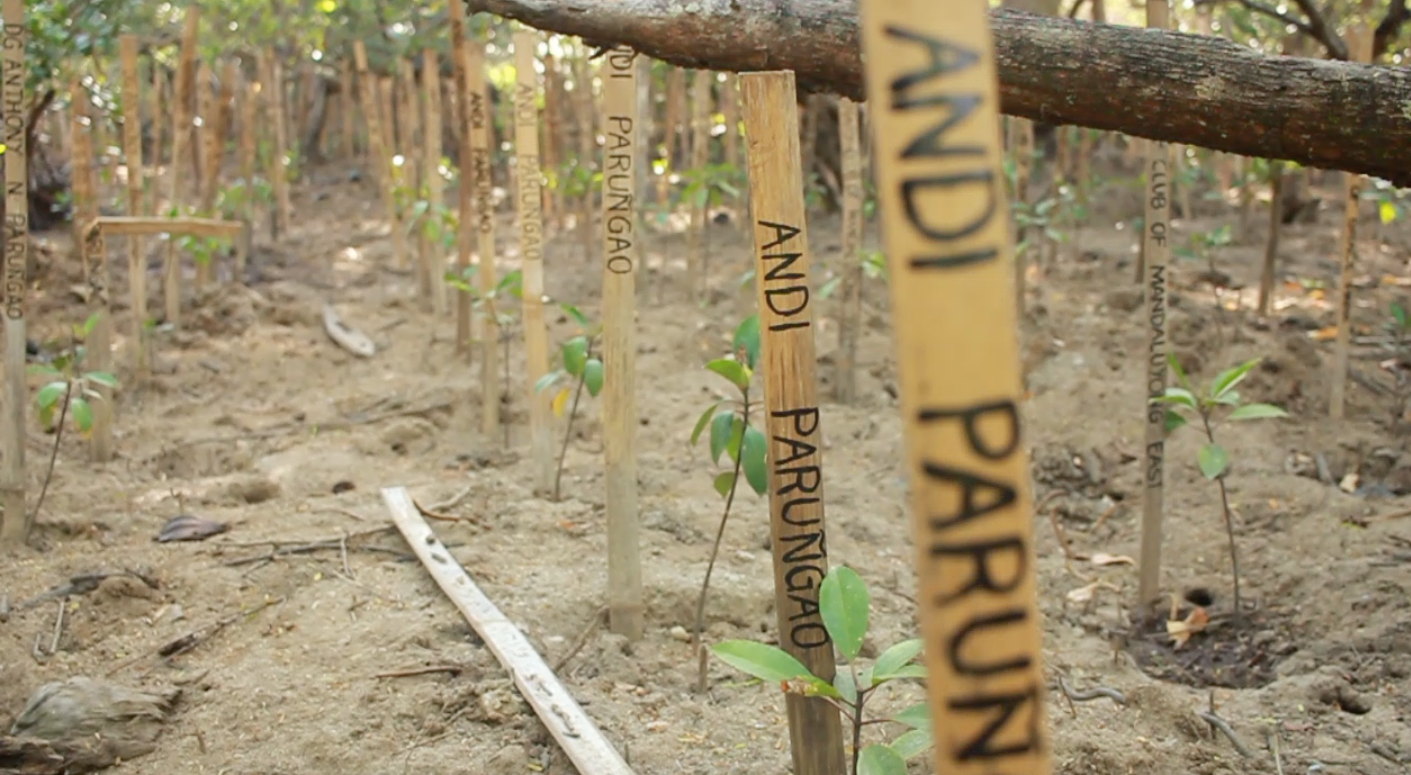 Give a Tree, Support a Fisherman - Mangrove Reforestation in Lobo, Batangas and Abatan Bohol