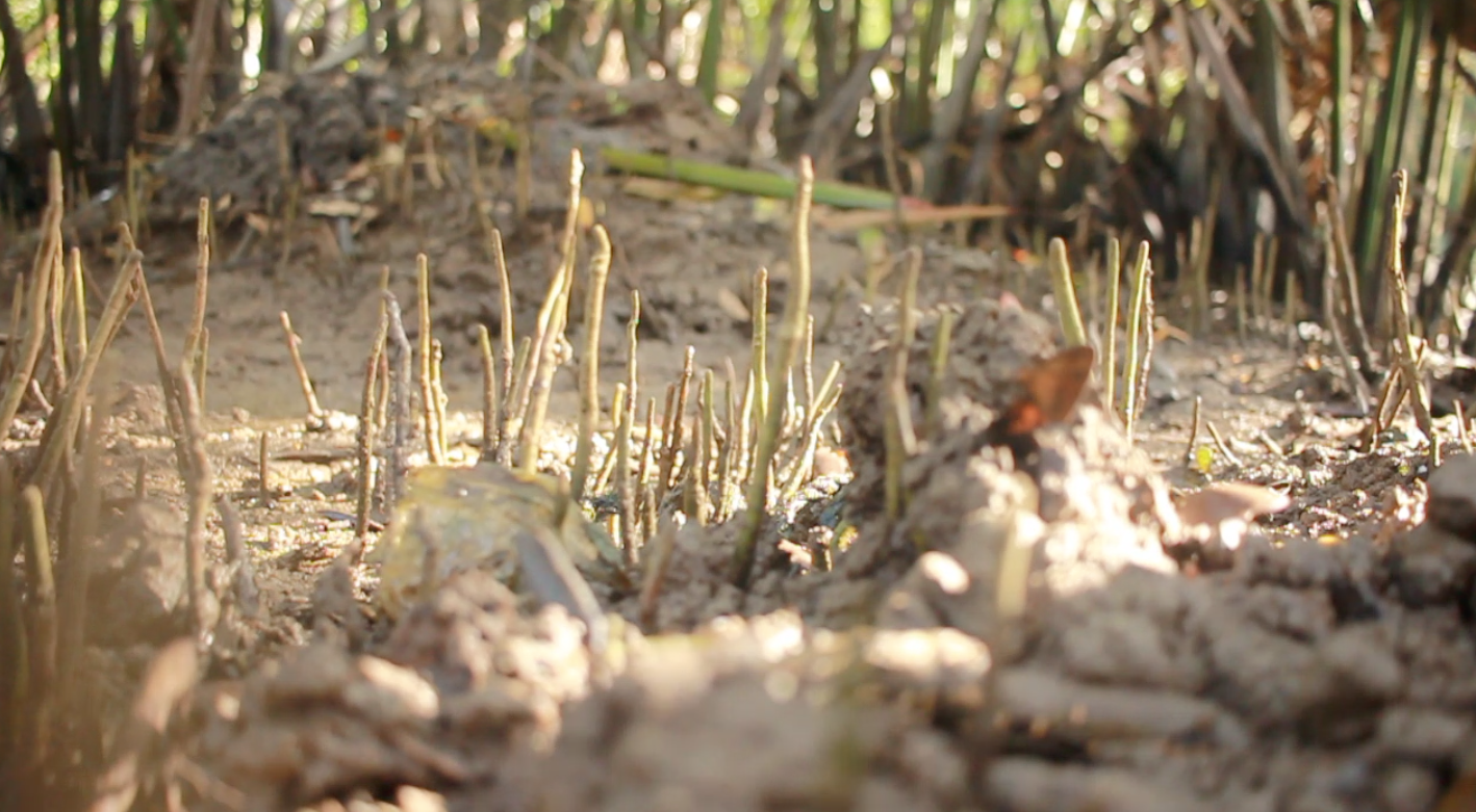 Give a Tree, Support a Fisherman - Mangrove Reforestation in Lobo, Batangas and Abatan Bohol