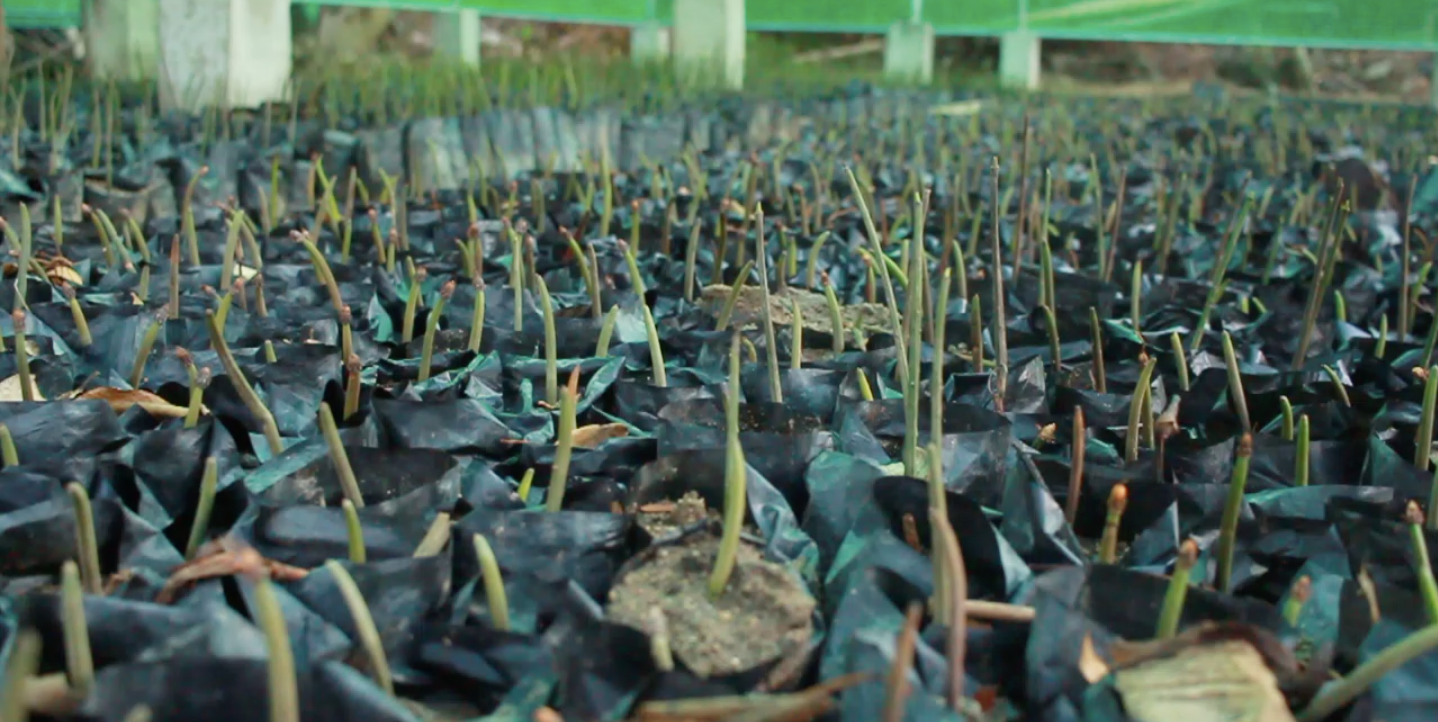 Give a Tree, Support a Fisherman - Mangrove Reforestation in Lobo, Batangas and Abatan Bohol